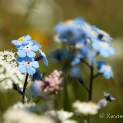 Fleurs des Pyrénées Année 2010