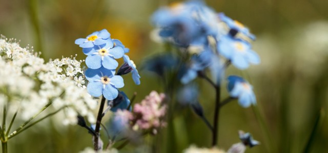 Fleurs des Pyrénées Année 2010