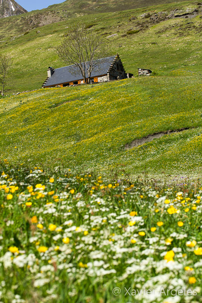Fleurs dans les Pyrénées 2010